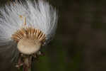 Coltsfoot